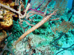 Trumpet fish, Nassau, Bahamas by Frankie Rivera 